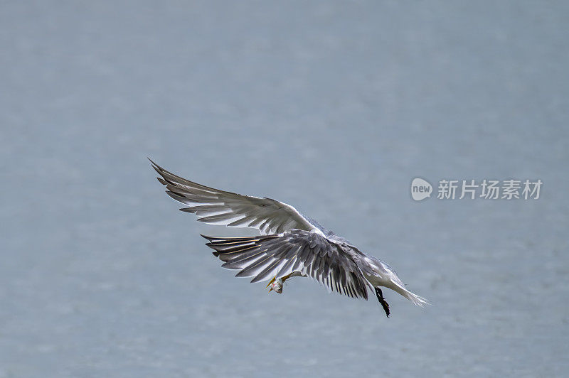 吃鱼的凤头燕鸥(Thalasseus bergii)